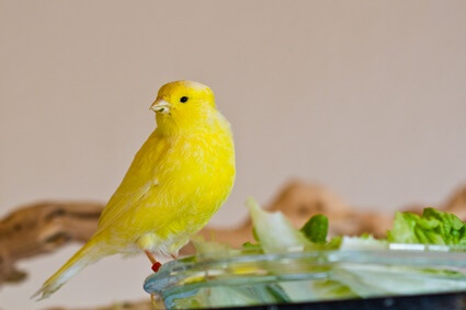 do canaries need vegetables?