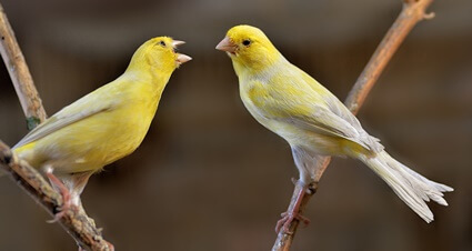 do canaries sing all year round?