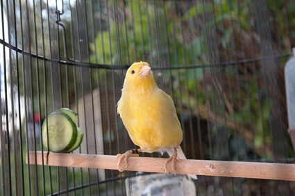 do canaries sleep in a nest?