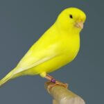 does my canary love me?