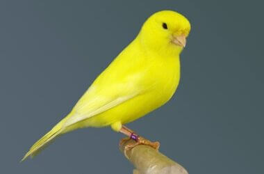 does my canary love me?
