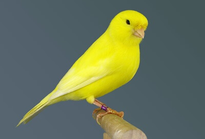 does my canary love me?