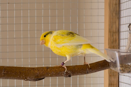 egg binding symptoms