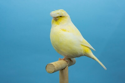 gloster canary genetics