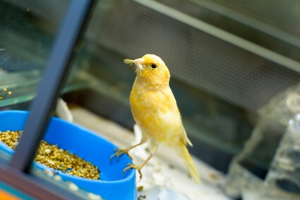 good sources of calcium for canaries