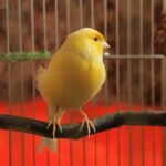 how do I get my canary to sing?