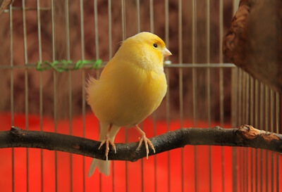 how do I get my canary to sing?