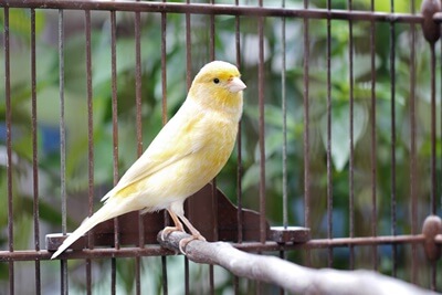 how do canaries sleep?