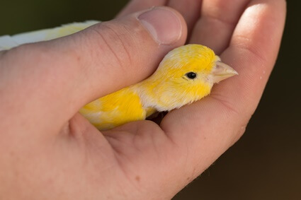 how do you tame a canary?