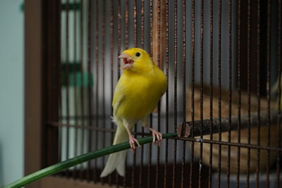 how far can canaries see?