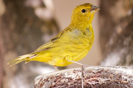 how long can canaries go without food?