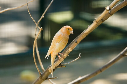 how long does it take for a canary to sing?