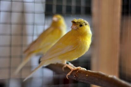 how much do canaries eat?