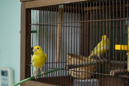 how much fruit should a canary eat?