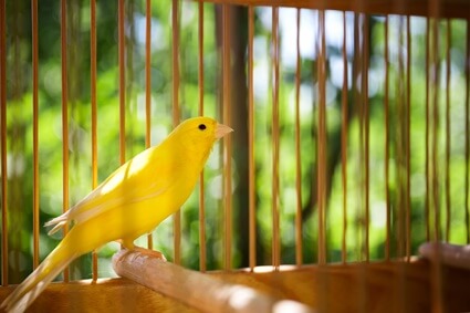 how often should I clean a canary cage?