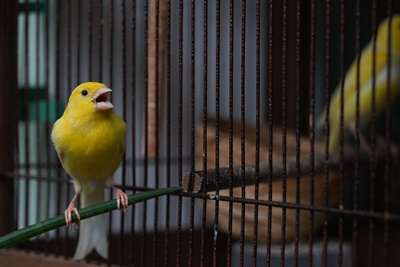 how old is my canary?