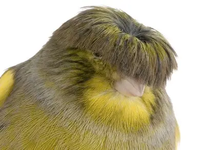 how to breed gloster canaries