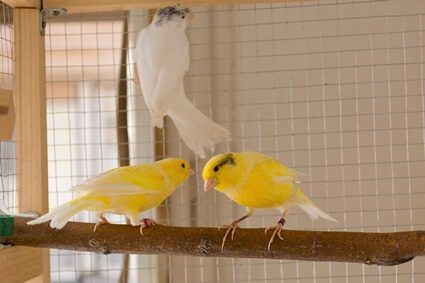 how to get a canary to like you