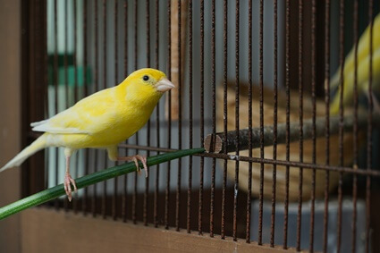 how to make a canary happy