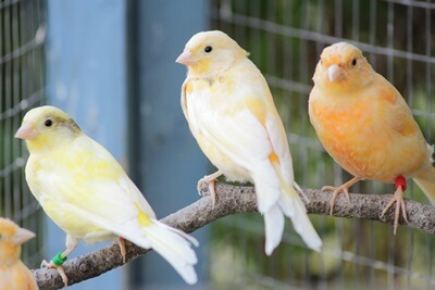 how to name a boy canary