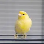 how to name a girl canary