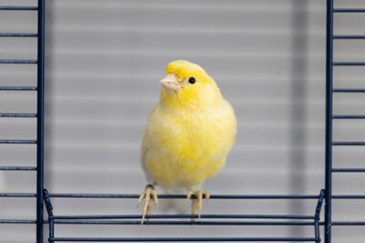how to name a girl canary