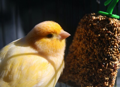 how to tell a canary's gender