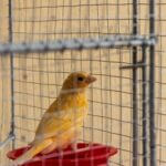 how to tell if a canary is happy