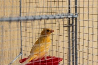 how to tell if a canary is happy