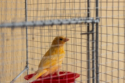 how to tell if a canary is happy