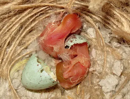 how to tell if canary eggs are fertile
