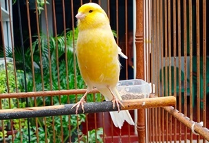 how to tell if your canary is stressed