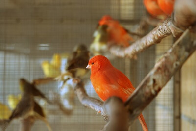 how to understand canary body language