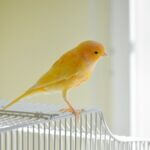 is it normal for a canary to raise a leg?