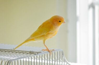 is it normal for a canary to raise a leg?