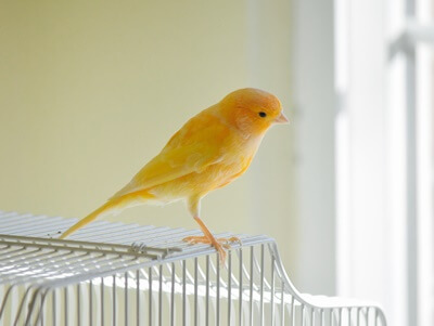 is it normal for a canary to raise a leg?