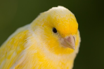 is my canary male or female?