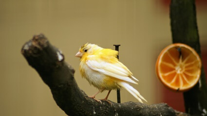 overgrown canary nails