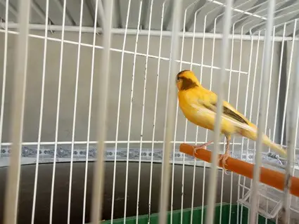 reading canary bird body language