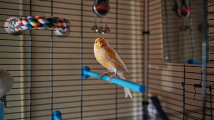 recommended cage size for a canary