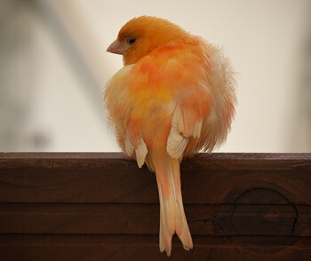 red factor canary turning yellow