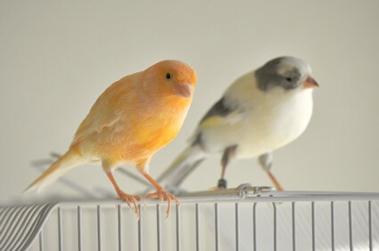 should you keep canaries in pairs?