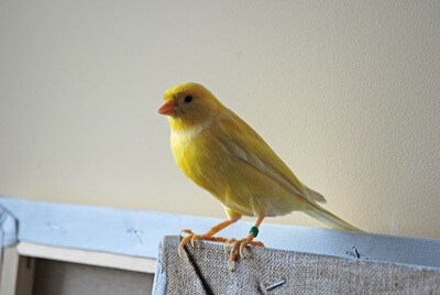 should you trim canary nails?