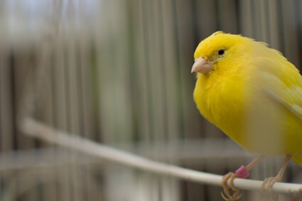 signs of constipation in canaries