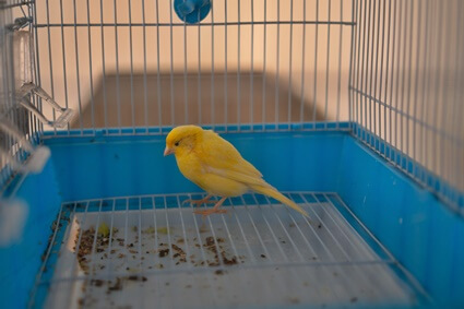 treatment of bumblefoot in canaries