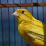 types of pet canaries