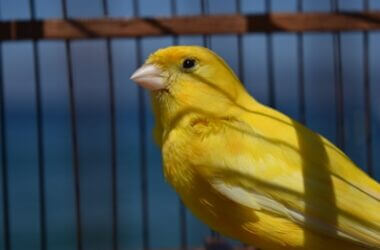 types of pet canaries