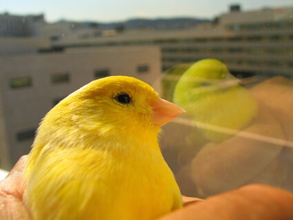 vegetables to feed canaries