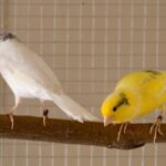 what birds do canaries get along with?