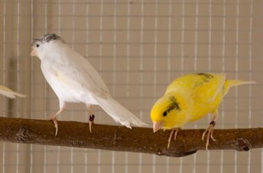 what birds do canaries get along with?